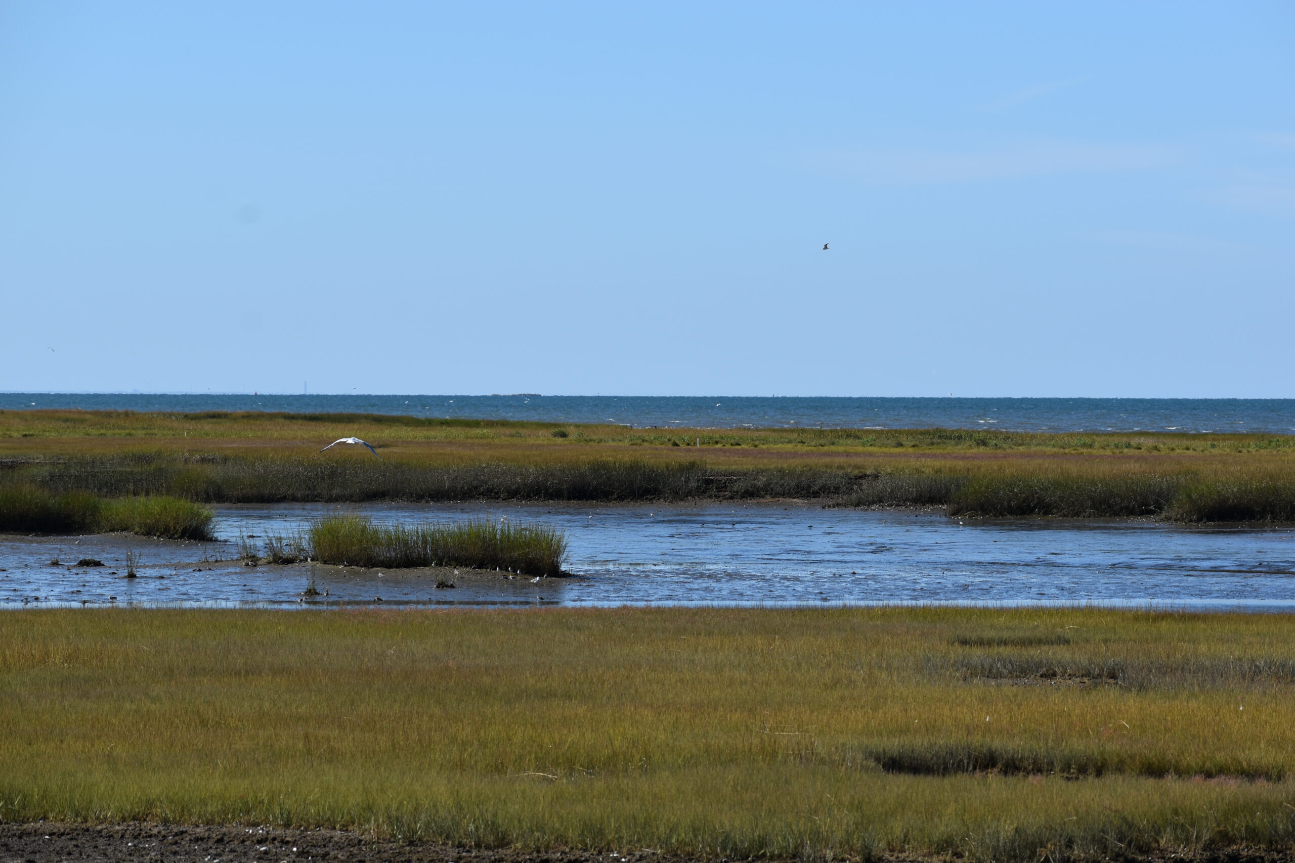 Marsh at Wellfleet, MA