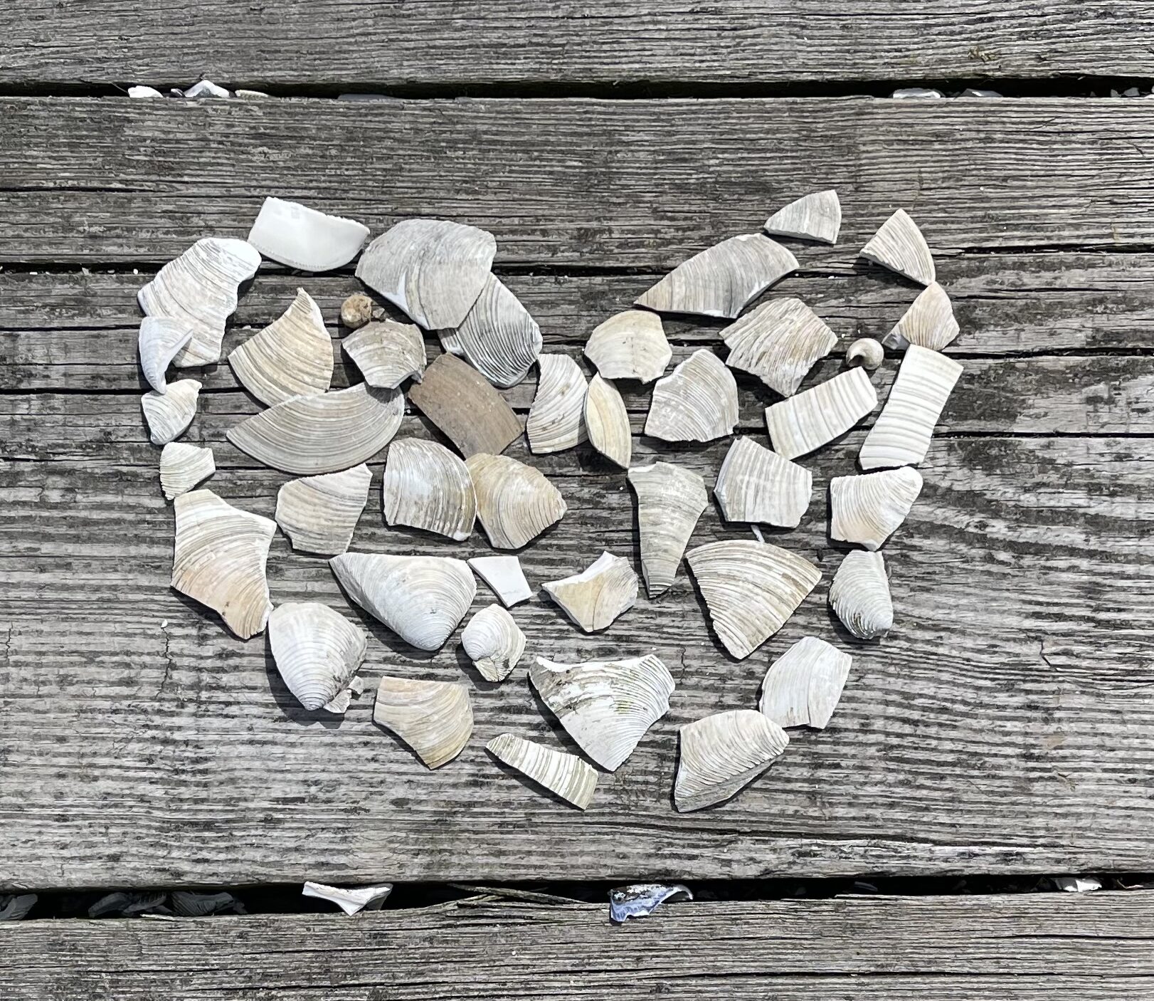 Heart of shells in Salem, MA